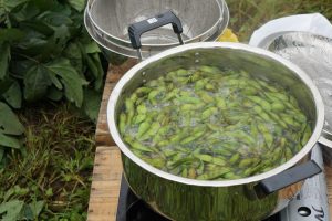 青森の農家で受け継がれる枝豆の在来品種「毛豆」を茹でたてで。