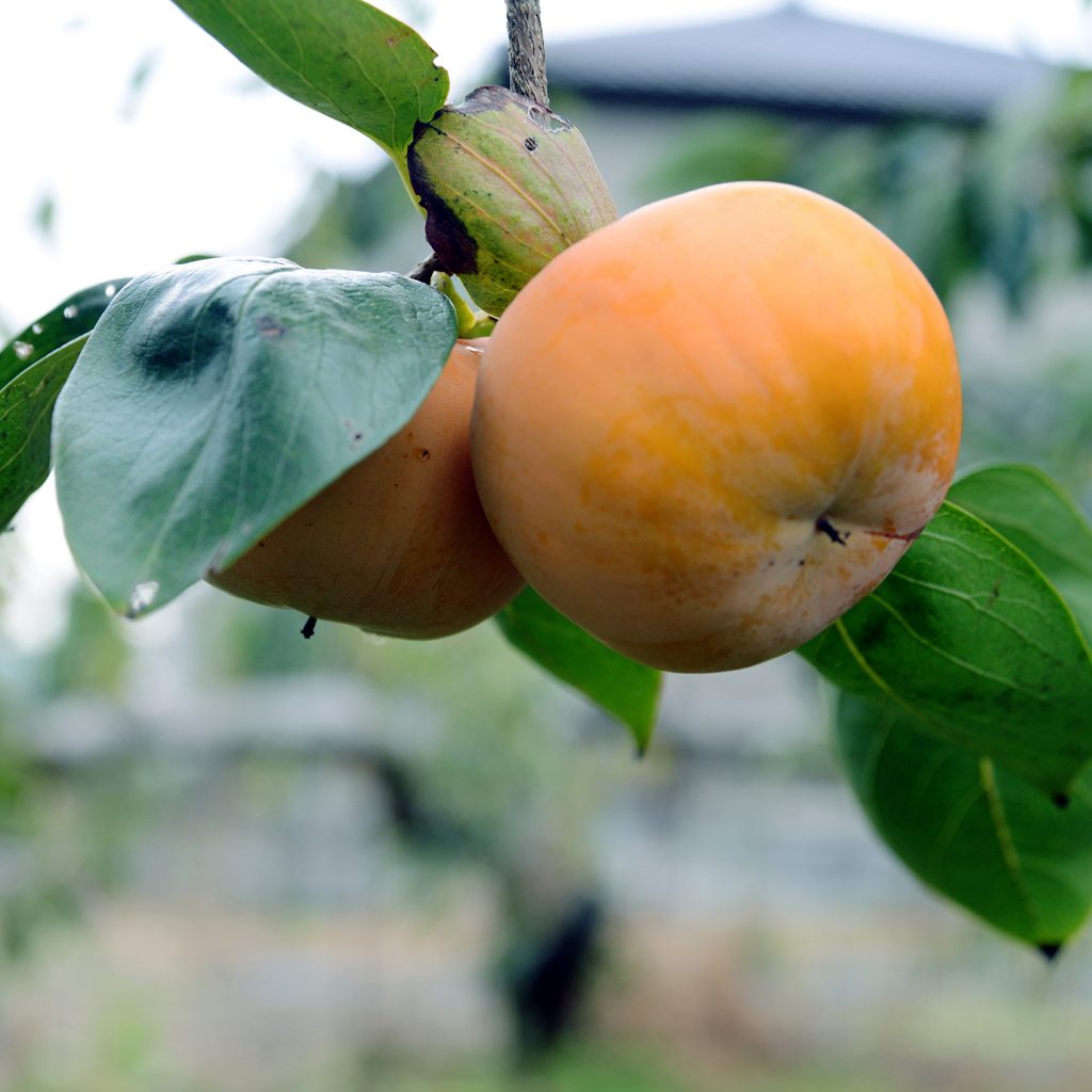 柿ラボが生んだ調味料 柿びしお 一般社団法人日本食文化会議